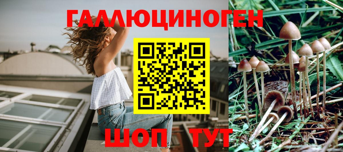 Истра  Псилоцибиновые грибы прущие грибы  Вход с VPN 